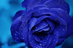 蓝玫瑰花语花语有哪些？