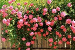 蔷薇花语是什么，不同颜色花语也不同