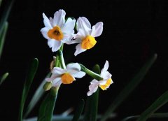 水仙花的花语和传说有哪些？