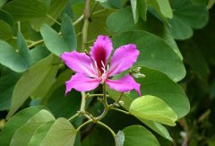 紫荆花的花语和象征意义是什么？