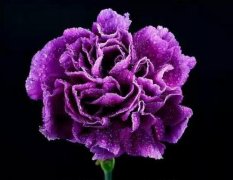 紫色康乃馨的花语