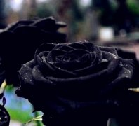 黑玫瑰花语有哪些？