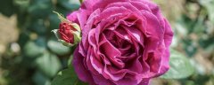 保加利亚玫瑰花的花语是什么