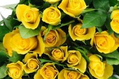 黄玫瑰花语有哪些？