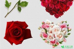 玫瑰的花语，热恋、希望与你有激情的爱