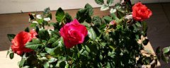 33朵红玫瑰花语有哪些？