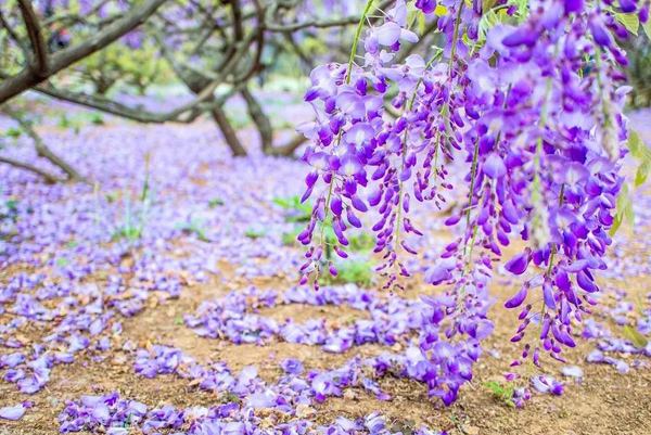 紫藤花的花语是什么，有什么寓意