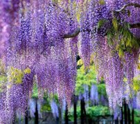 紫藤花的花语是什么，有什么寓意