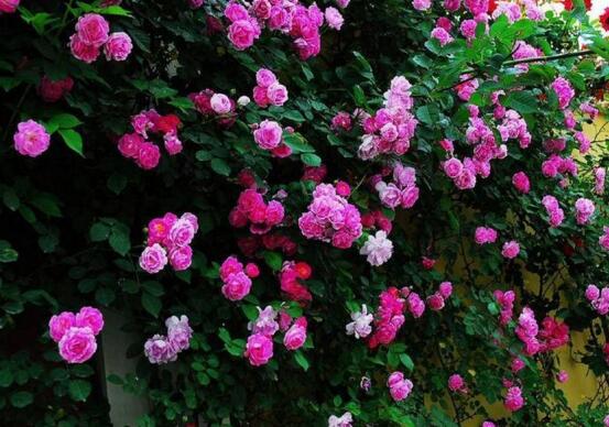 蔷薇花语及代表意义，蔷薇花的养殖方法