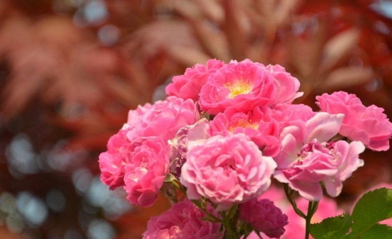 蔷薇花语及代表意义，蔷薇花的养殖方法