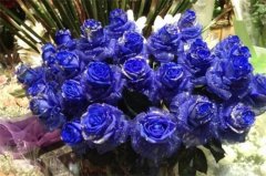 蓝色妖姬的花语，蓝色妖姬是玫瑰花吗