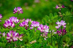 紫云英花语是什么，紫云英的养殖方法和注意事项