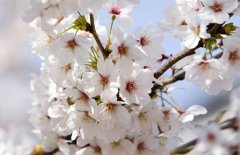 平坝农场樱花观赏时间，樱花的花语和传说