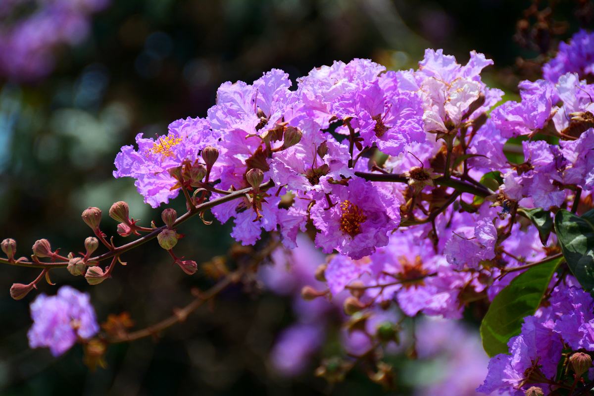 紫薇花语是什么，紫薇花寓意与传说