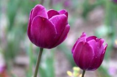 紫色郁金香花语，郁金香是什么