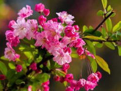 海棠花代表的花语是什么，有什么传说