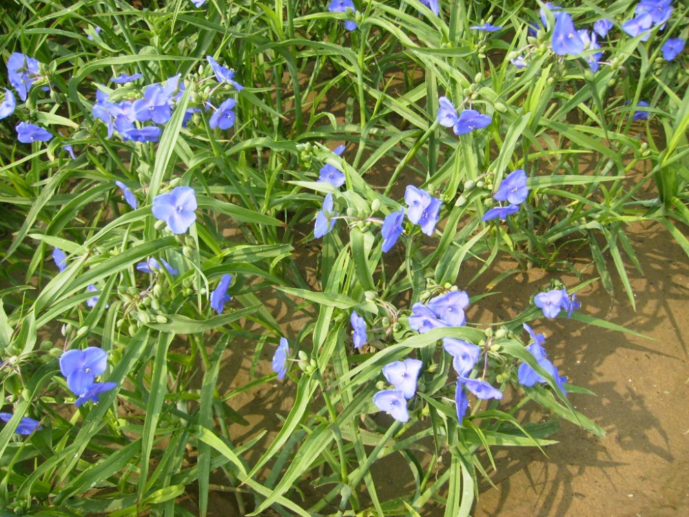 紫露草有什么花语和传说，怎样种植白花紫露草