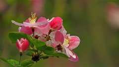 西府海棠什么时候开花，花语是什么?
