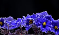 紫罗兰的功效与作用，紫罗兰花语