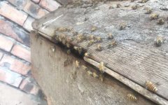 蜜蜂认巢、试飞、朝王、闹巢的区别