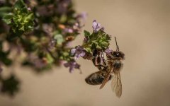 蜂类是怎么划分种类的？