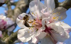 被蜜蜂蛰了几天能消肿？