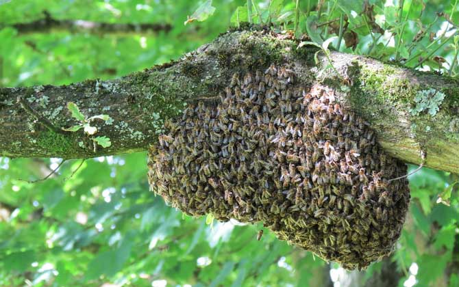 野蜜蜂怎么养