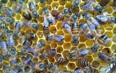 蜜蜂一年可以取几次蜜？