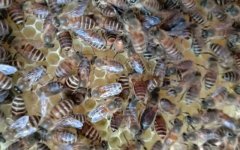 蜜蜂越冬什么温度结团？