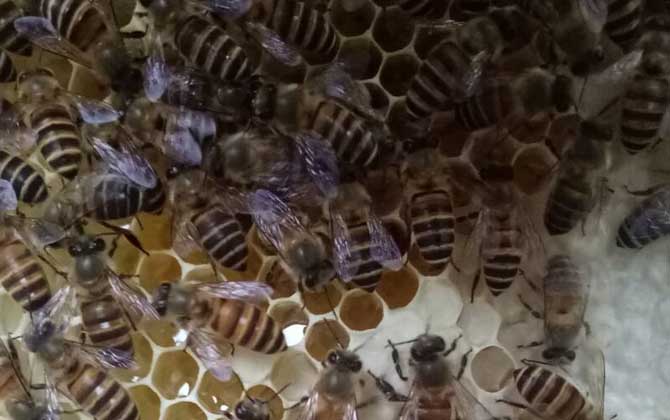 蜜蜂生棉虫用什么药