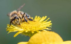 蜜蜂的身体特征有哪些？蜂型不同，蜜蜂的身体结构略有不同！