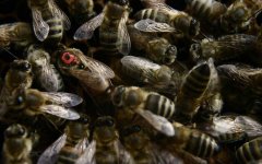 蜂群是怎么分工的？超强的团队协作能力，难怪能撑起庞大的族群！