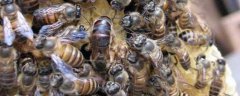 阿坝蜜蜂属于什么蜂？