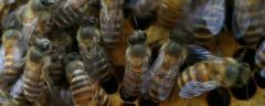 蜜蜂春繁多长时间喂一次？