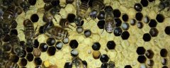 中蜂中囊病是怎么引起的？