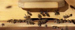 意蜂和中蜂哪个好养？