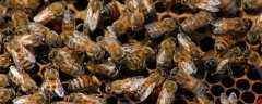 意蜂春季养殖技术要点有哪些？