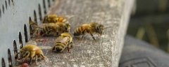 意蜂能定地饲养吗？