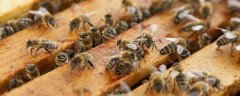 蜜蜂合群后怎么知道成功？