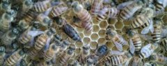 中蜂喂什么繁殖快？