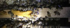 冬季蜜蜂为什么死那么多？