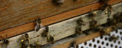 蜂群怎样安抚饲喂？