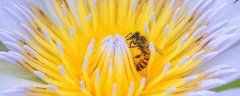 蜂毒疗法能治腰间盘突出吗？