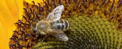用什么药最快速解蜂毒？