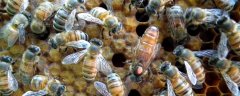 山东蜜蜂秋繁什么时候开始？