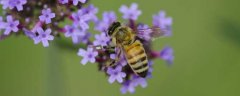 蜂疗能治强直性脊柱炎吗？