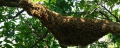 中蜂飞逃有什么预兆？