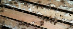 如何判断蜂群越冬情况？