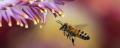 蜂疗能治痛风吗？