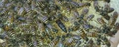 没有蜂王的蜂群能活多久？